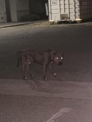 Found/Stray Male Dog last seen M street, Merced, CA 95348
