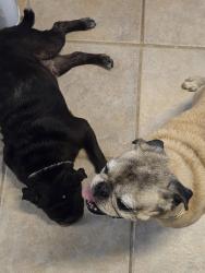 Reunited Unknown Dog last seen Potranco, San Antonio, TX 78251