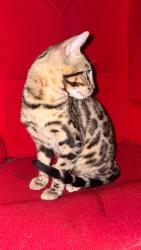 Lost Male Cat last seen Mountainside apmt homes, Rancho Cucamonga, CA 91730