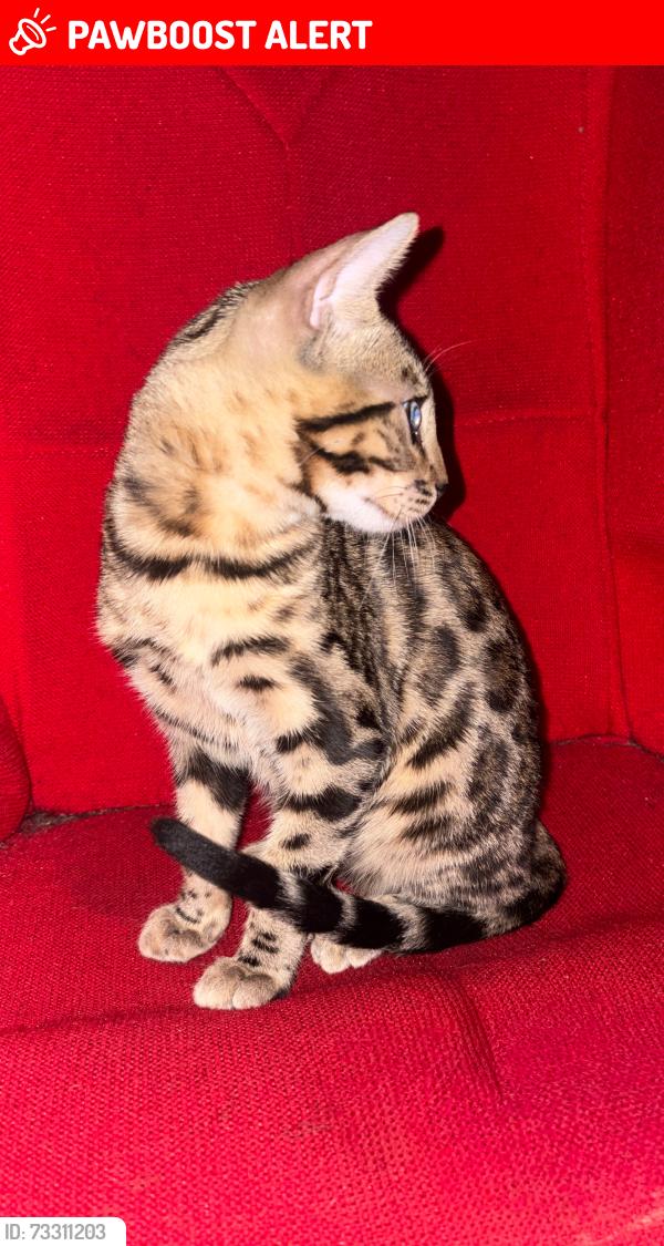 Lost Male Cat last seen Mountainside apmt homes, Rancho Cucamonga, CA 91730
