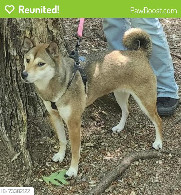 Reunited Female Dog last seen Pickering Street by Lake Edward, Virginia Beach, VA 23462