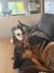 Reunited Male Dog last seen Around hses smelling bushes, Olympia, WA 98506