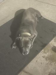 Found/Stray Male Dog last seen Patterson, Bay City, MI 48706