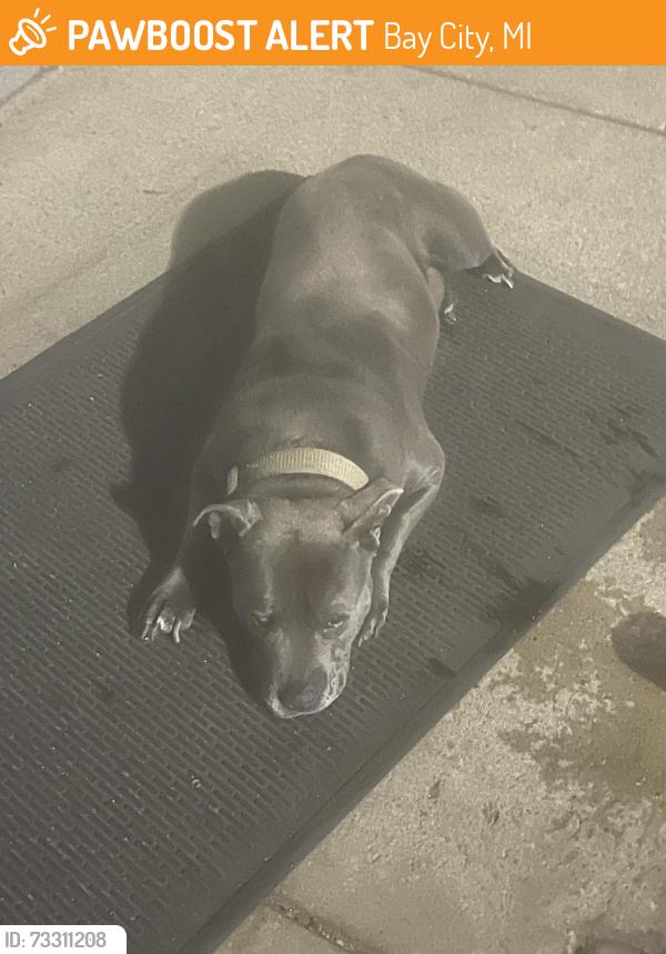 Found/Stray Male Dog last seen Patterson, Bay City, MI 48706