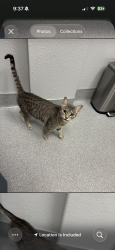 Lost Female Cat last seen Miller st sierra sands apt, Santa Maria, CA 93454