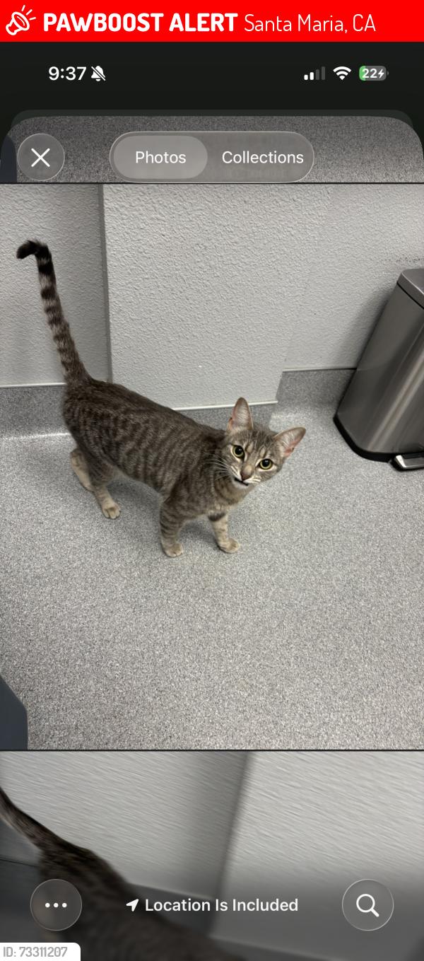 Lost Female Cat last seen Miller st sierra sands apt, Santa Maria, CA 93454