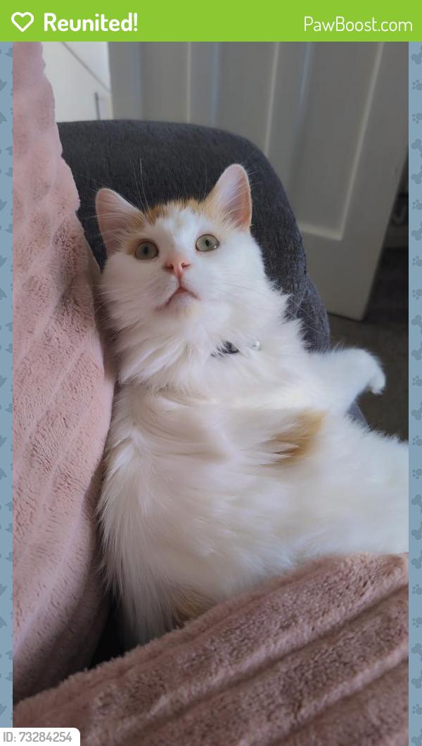 Reunited Male Cat last seen Earls Grange, Priorslee, England 