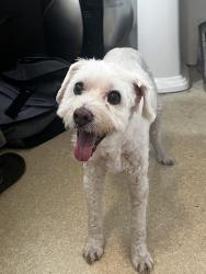 Reunited Male Dog last seen Mound Ave. & Mission St., South Pasadena, CA 91030