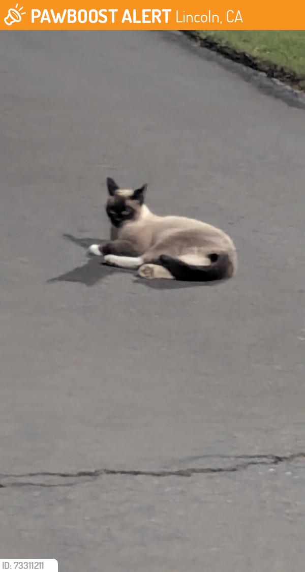 Found/Stray Male Cat last seen Fosket, Lincoln, CA 95648