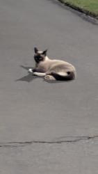 Found/Stray Male Cat last seen Fosket, Lincoln, CA 95648