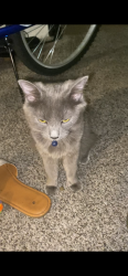 Lost Female Cat last seen Near W Greenway Rd, Glendale, AZ 85306