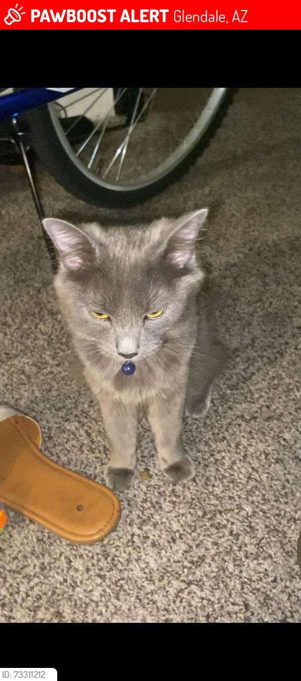 Lost Female Cat last seen Near W Greenway Rd, Glendale, AZ 85306