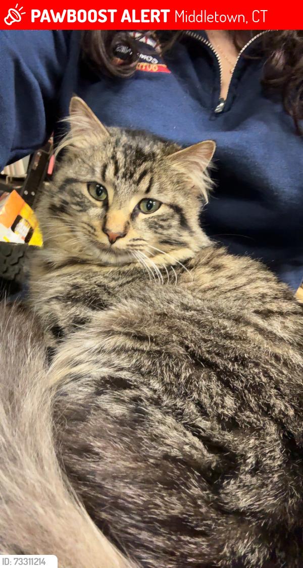 Lost Male Cat last seen Randolph Rd & Saybrook Rd, Middletown, CT 06457