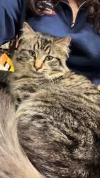 Lost Male Cat last seen Randolph Rd & Saybrook Rd, Middletown, CT 06457