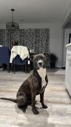 Reunited Male Dog last seen Near w 24th st, Odessa, TX 79763