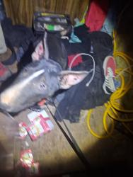 Found/Stray Female Dog last seen Hwy 74 and Eugene st medowbrook, Meadowbrook, CA 92570