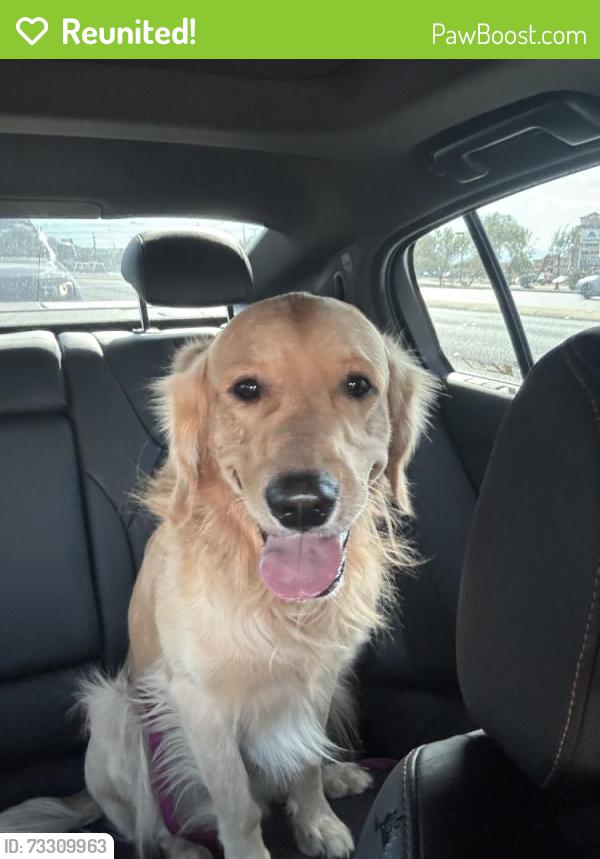 Reunited Male Dog last seen Near S Boulder Hwy, Henderson, NV 89015, USA, Henderson, NV 89015