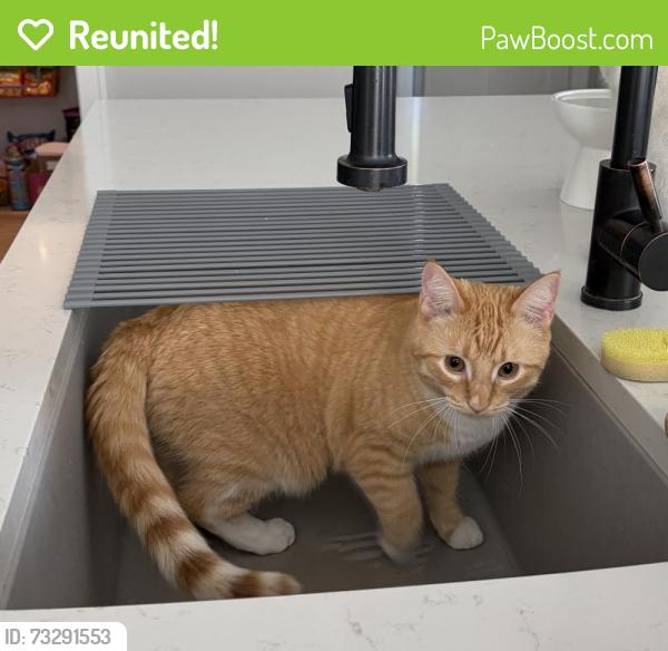 Reunited Male Cat last seen Ripley Road, Cambridge, WI 53523