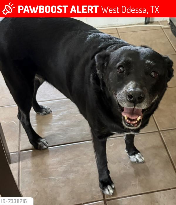Lost Female Dog last seen 11th street and Jefferson, next to Salvation Army, West Odessa, TX 79763