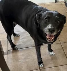 Lost Female Dog last seen 11th street and Jefferson, next to Salvation Army, West Odessa, TX 79763
