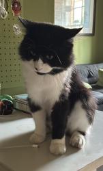 Reunited Male Cat last seen Fairlawn school, Montpelier, Montpelier, England 