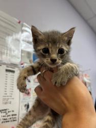 Shelter Stray Male Cat last seen Bexar County, 3353 Morningside Dr, New Braunfels, TX 78132, USA