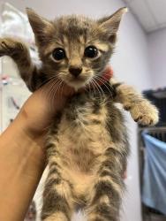 Shelter Stray Male Cat last seen Bexar County, 3353 Morningside Dr, New Braunfels, TX 78132, USA