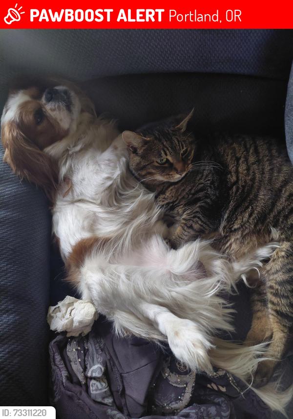Lost Male Dog last seen N Detroit Ave, Portland, OR 97217