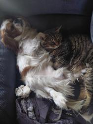 Lost Male Dog last seen N Detroit Ave, Portland, OR 97217