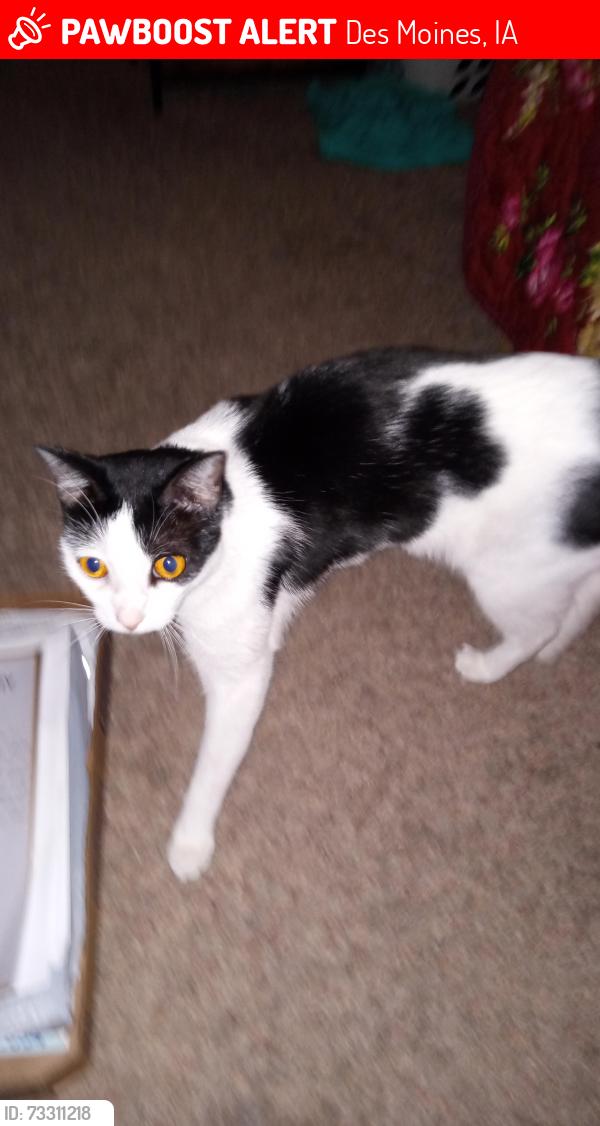 Lost Female Cat last seen Hickman Rd and 63rd Street, Des Moines, IA 50322