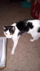 Lost Female Cat last seen Hickman Rd and 63rd Street, Des Moines, IA 50322