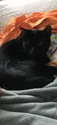 Lost Male Cat last seen Lions Park Lititz, Lititz, PA 17543