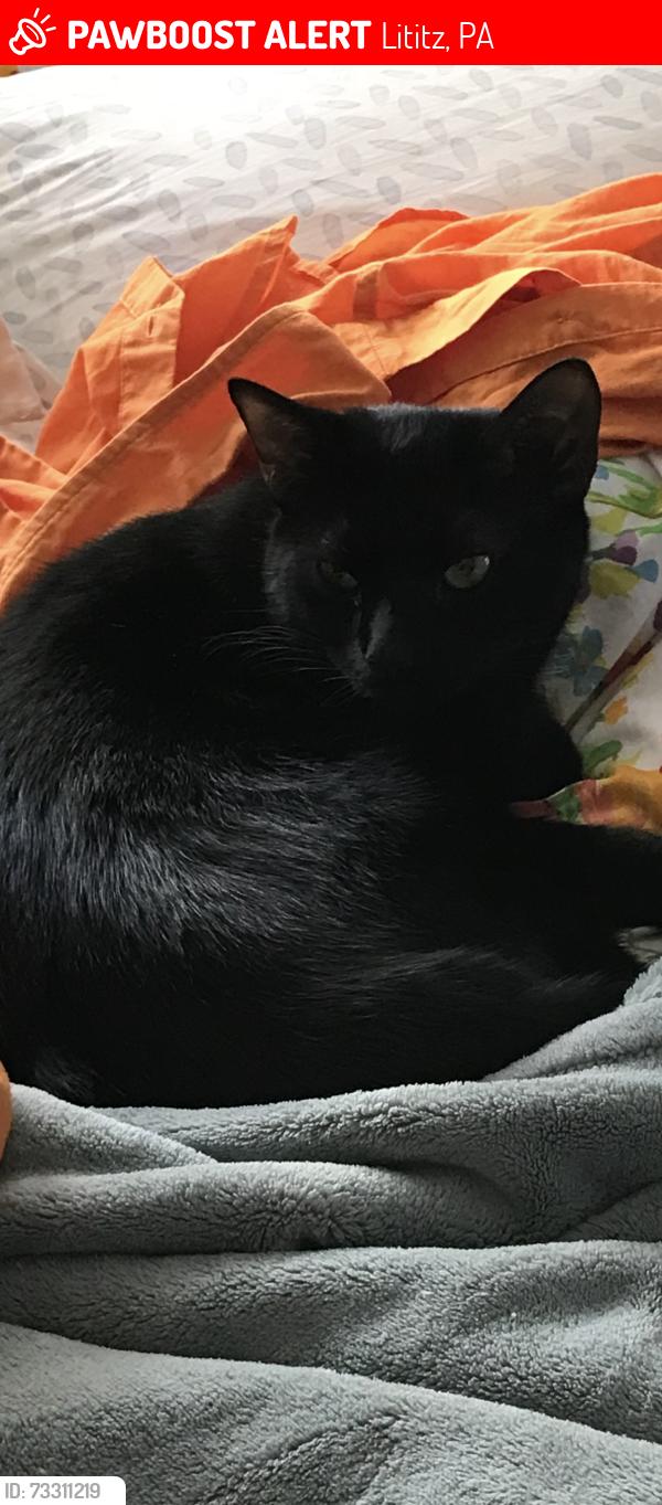 Lost Male Cat last seen Lions Park Lititz, Lititz, PA 17543