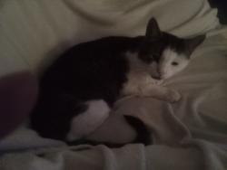 Reunited Male Cat last seen East main, Rome, GA 30161