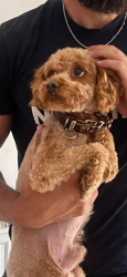 Reunited Male Dog last seen Rowlands crescent, West Midlands, England B91 2JE