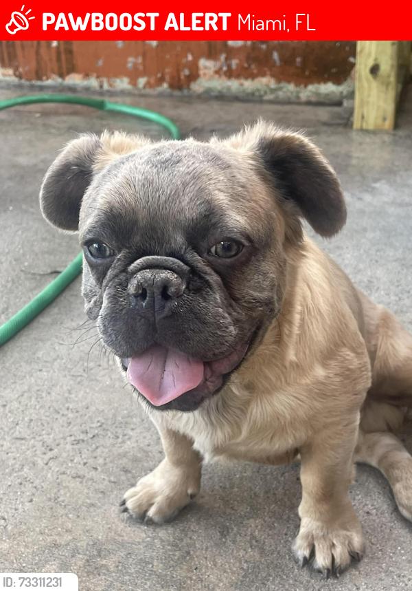 Lost Male Dog last seen 89th terrace, Miami, FL 33147