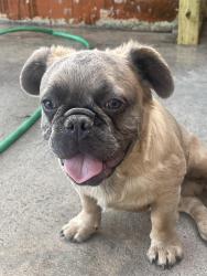 Lost Male Dog last seen 89th terrace, Miami, FL 33147