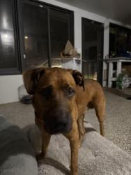 Found/Stray Male Dog last seen State Road 46 and Morgan Alderman Road, Volusia County, FL 32754