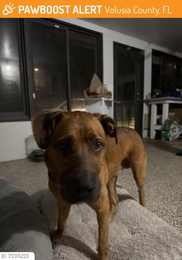 Found/Stray Male Dog last seen State Road 46 and Morgan Alderman Road, Volusia County, FL 32754