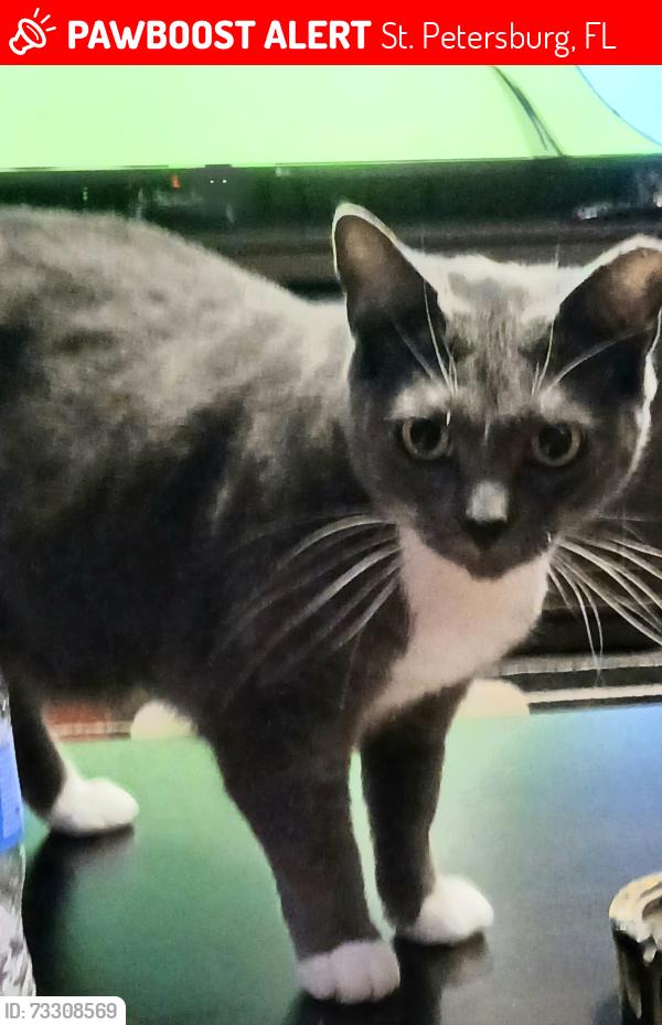 Lost Female Cat last seen Dunkin doughnuts, St. Petersburg, FL 33710