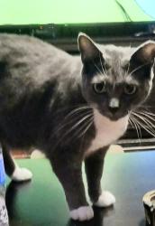 Lost Female Cat last seen Dunkin doughnuts, St. Petersburg, FL 33710