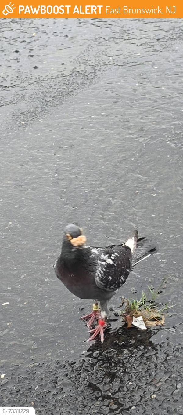Found/Stray Unknown Bird last seen Tices lane, East Brunswick, NJ 08816