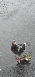 Found/Stray Unknown Bird last seen Tices lane, East Brunswick, NJ 08816