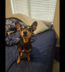 Reunited Female Dog last seen Galloway Ave., Mesquite, TX 75150