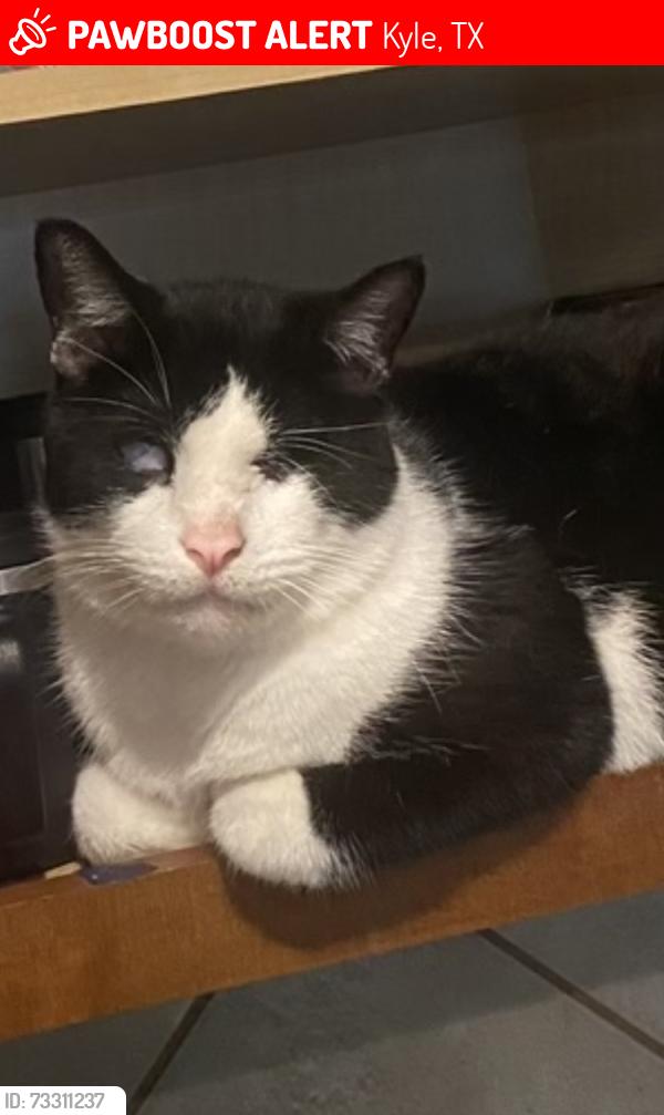 Lost Male Cat last seen Post Oak neighborhood, Kyle, TX 78640