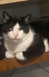 Lost Male Cat last seen Post Oak neighborhood, Kyle, TX 78640