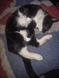 Reunited Male Cat last seen Tesco Express, Rayners Lane est, Harrow Town Sports Club, Harrow, England 