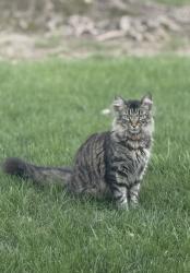 Lost Male Cat last seen South Sheridan Avenue & Platinum Place, Indianapolis, IN 46203