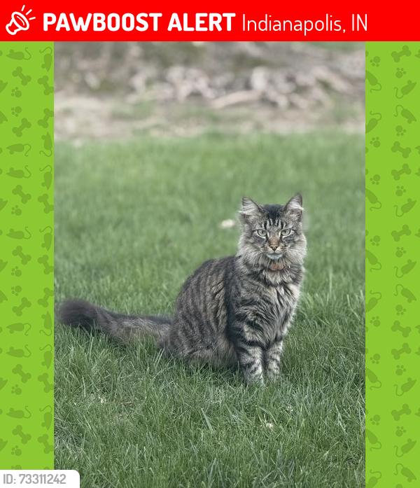 Lost Male Cat last seen South Sheridan Avenue & Platinum Place, Indianapolis, IN 46203