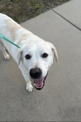 Reunited Male Dog last seen Lauradell rd, Ashland VA,23005, Ashland, VA 23005